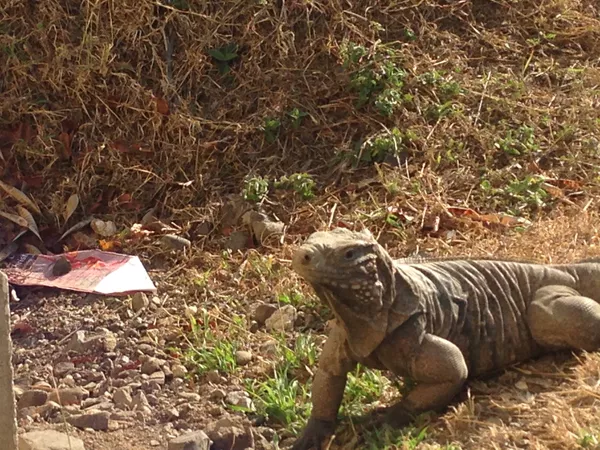 Una iguana toma el sol en Guantánamo, Cuba. Una iguana toma el sol en Guantánamo, Cuba. - Sputnik Mundo