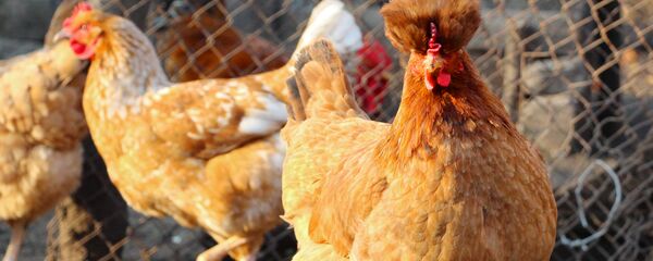 Un pollo - Sputnik Mundo