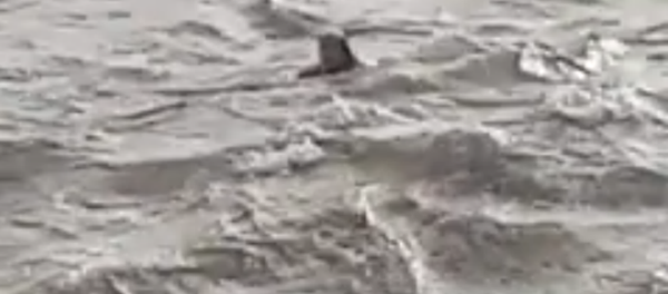 Vivir al máximo: graban a un hombre nadando en plena tormenta - Sputnik Mundo
