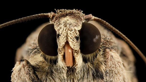 Una oruga militar tardía - Sputnik Mundo