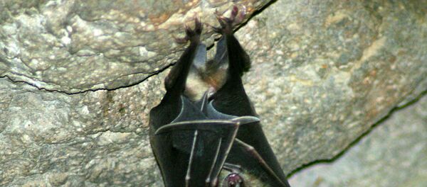 Murciélago - Sputnik Mundo