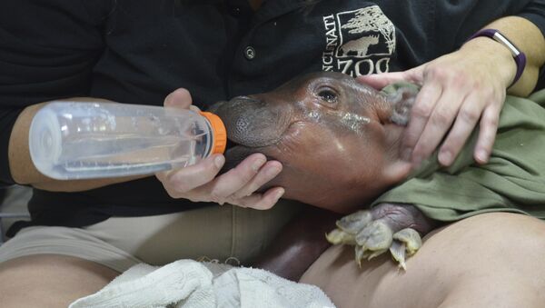 Hipopótamo Fiona - Sputnik Mundo