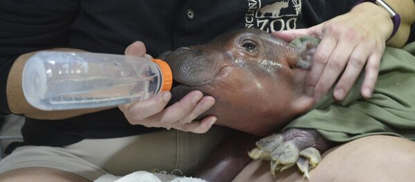 Hipopótamo Fiona - Sputnik Mundo