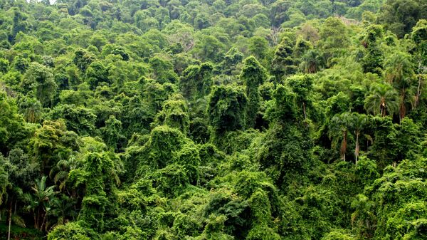 Selva de Brasil (archivo) - Sputnik Mundo