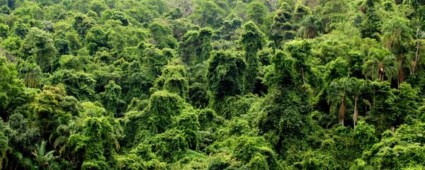 Selva de Brasil (archivo) - Sputnik Mundo