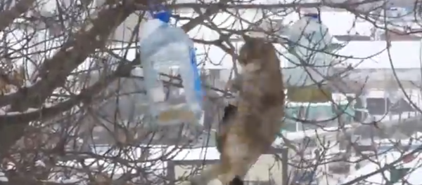 Gato ninja Gato ninja - Sputnik Mundo