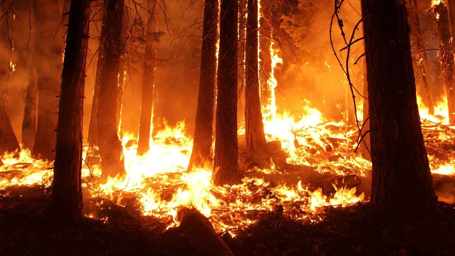 Incendio forestal (imagen referencial)
