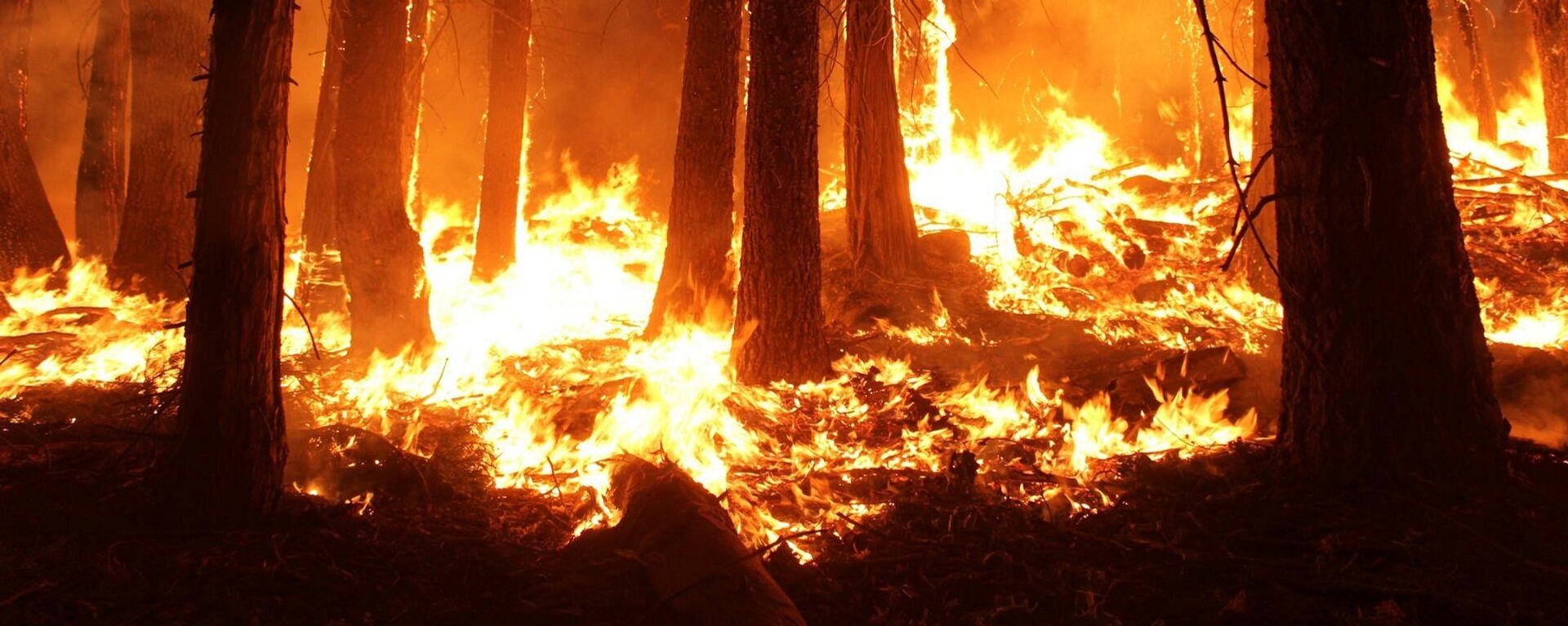 Incendio forestal (imagen referencial) - Sputnik Mundo, 1920, 14.09.2022