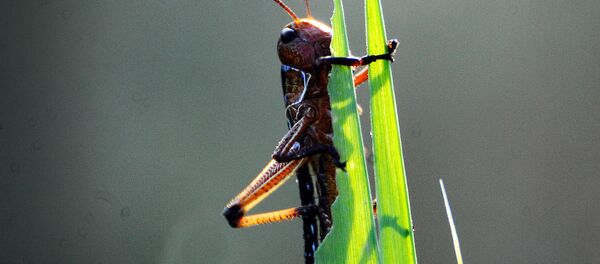 Plaga de langostas - Sputnik Mundo