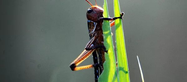 Plaga de langostas Plaga de langostas - Sputnik Mundo