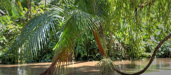 Amazonia - Sputnik Mundo