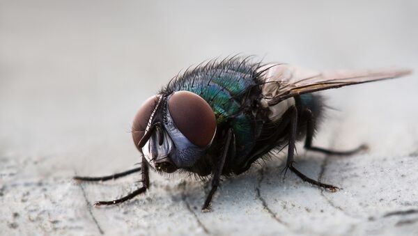 A fly - Sputnik Mundo