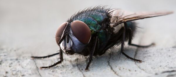 A fly - Sputnik Mundo