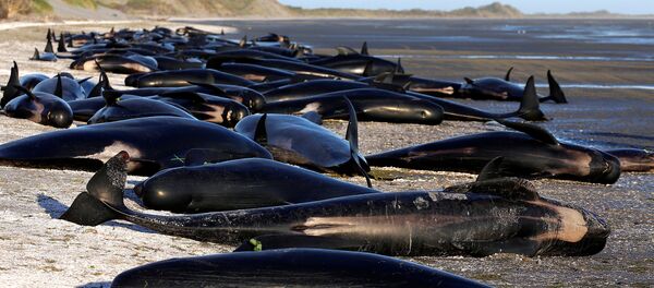 Algunos de los centenares de ballenas varadas en Golden Bay, en la parte superior de la Isla del Sur de Nueva Zelanda - Sputnik Mundo