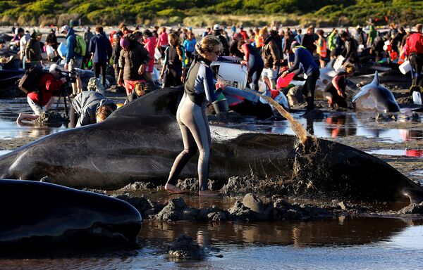 Los voluntarios asisten a algunos de los centenares de ballenas varadas en la Bahía de Oro, en la parte superior de la Isla del Sur de Nueva Zelanda - Sputnik Mundo