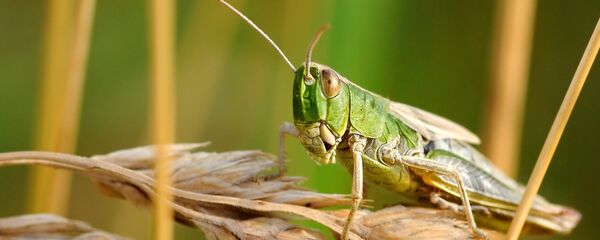 Langosta (imagen referencial) - Sputnik Mundo