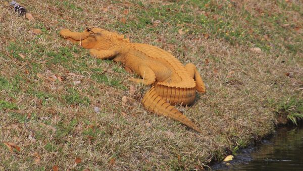 Orange Alligator - Sputnik Mundo