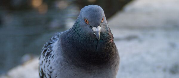Paloma (imagen referencial) - Sputnik Mundo