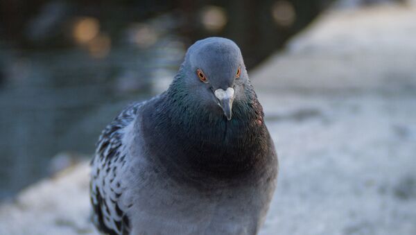 Paloma (imagen referencial) Paloma (imagen referencial) - Sputnik Mundo