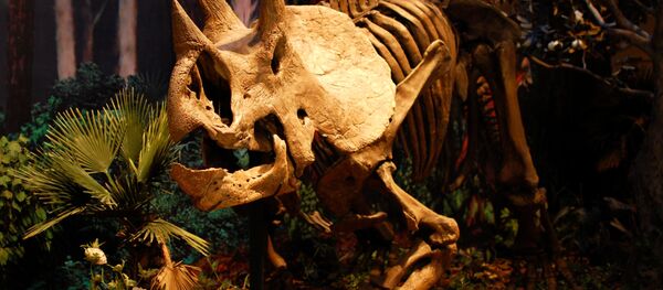 El esqueleto de un dinosaurio El esqueleto de un dinosaurio - Sputnik Mundo