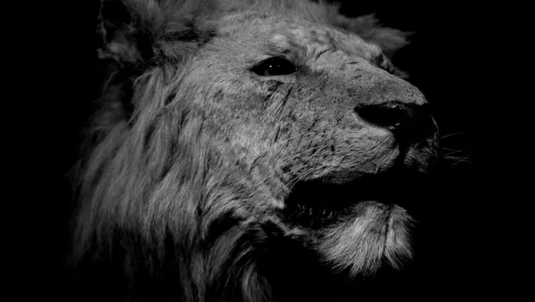 Un león (archivo) - Sputnik Mundo