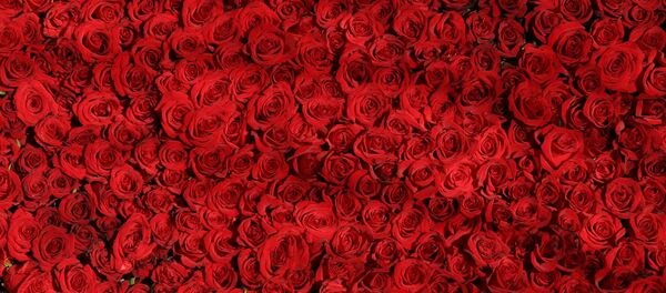 Las rosas - Sputnik Mundo