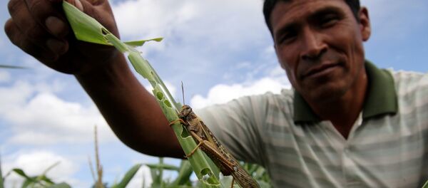 Plaga de langostas - Sputnik Mundo