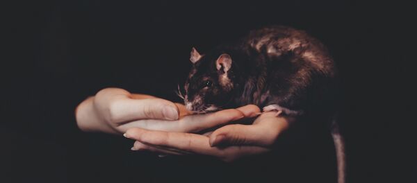 Rata (imagen referencial) - Sputnik Mundo