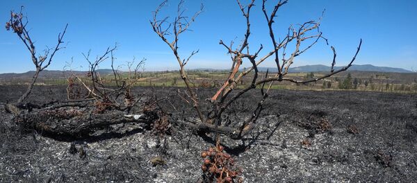 Consecuencias de incendios forestales en Chile Consecuencias de incendios forestales en Chile - Sputnik Mundo