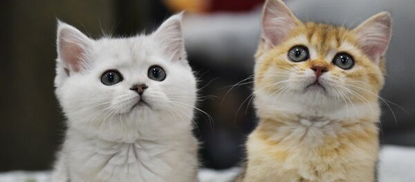 Gatos - Sputnik Mundo