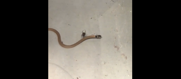 Combate mortal entre una serpiente y una araña - Sputnik Mundo