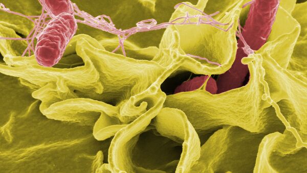 Microscopía electrónica de Salmonella typhimurium - Sputnik Mundo