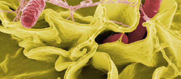 Microscopía electrónica de Salmonella typhimurium - Sputnik Mundo