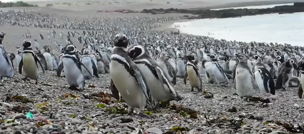 Espectacular: más de un millón de pingüinos ocupan las playas argentinas - Sputnik Mundo
