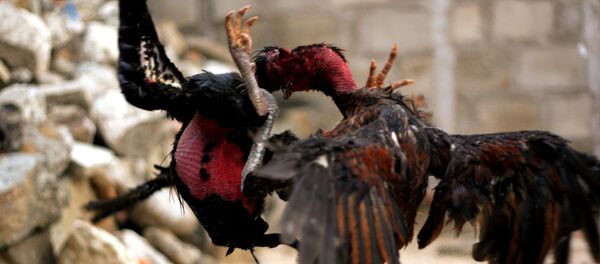 Dos gallos peleando - Sputnik Mundo