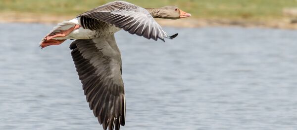 Ganso - Sputnik Mundo