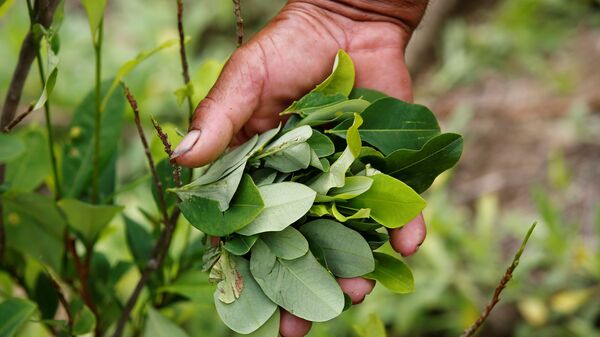 Una plantación de coca en Colombia - Sputnik Mundo