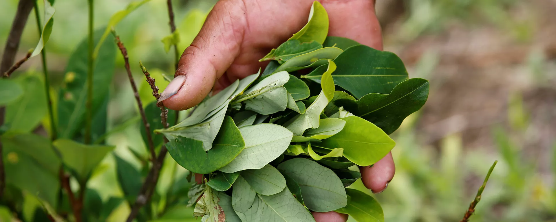 A peasant holds up coca leaves collected from his crops in Cauca, Colombia A peasant holds up coca leaves collected from his crops in Cauca, Colombia - Sputnik Mundo, 1920, 31.12.2020