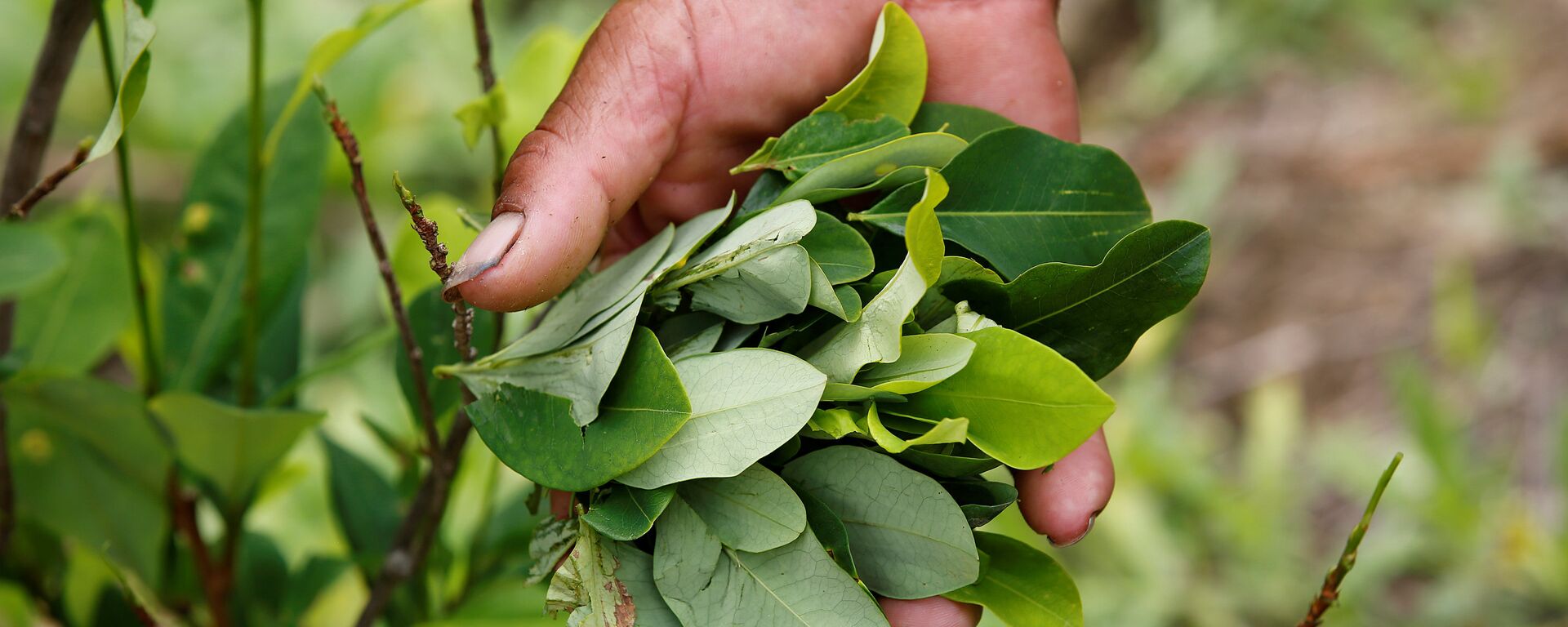 A peasant holds up coca leaves collected from his crops in Cauca, Colombia - Sputnik Mundo, 1920, 31.12.2020