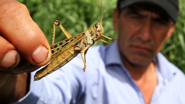 Plaga de langostas en Bolivia - Sputnik Mundo