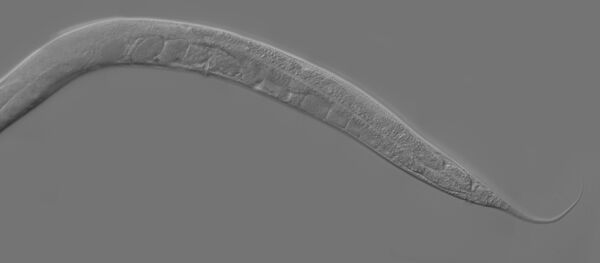 Caenorhabditis elegans - Sputnik Mundo