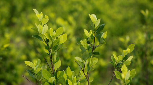 View of a coca crops in Cauca, Colombia, - Sputnik Mundo