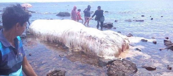 Mostruo marino en Filipinas Mostruo marino en Filipinas - Sputnik Mundo