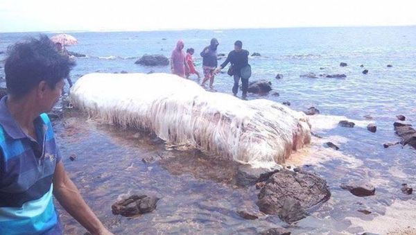 Mostruo marino en Filipinas Mostruo marino en Filipinas - Sputnik Mundo