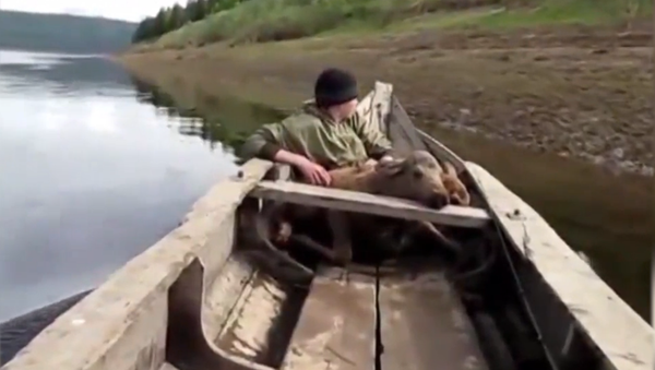 Emocionante rescate de dos bebés alces - Sputnik Mundo