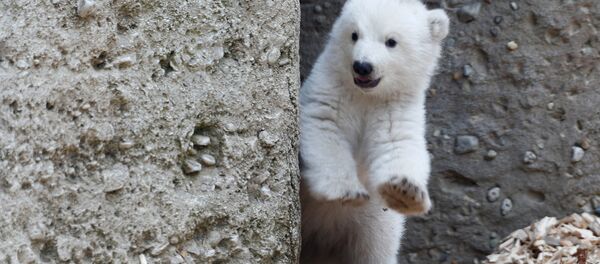 Los primeros pasos de un osezno polar - Sputnik Mundo