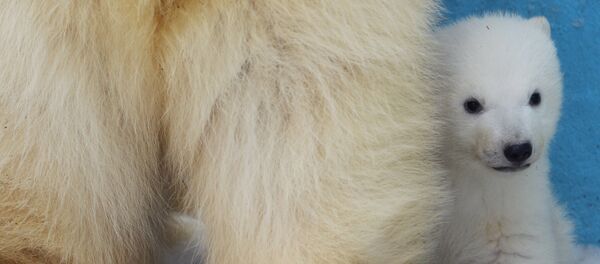 Osito polar - Sputnik Mundo