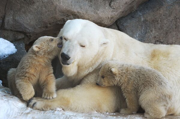 ¿Los osos polares se volvieron caníbales por el cambio climático? - Sputnik Mundo