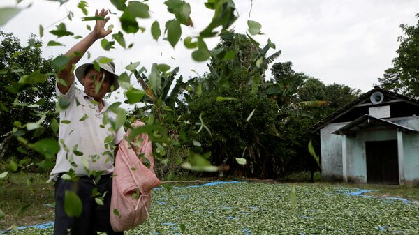 A man spreads coca leaves on the ground to be sun dried outside a church in President Evo Morales' hometown of Villa 14 de Septiembre in the Chapare region in Cochabamba - Sputnik Mundo