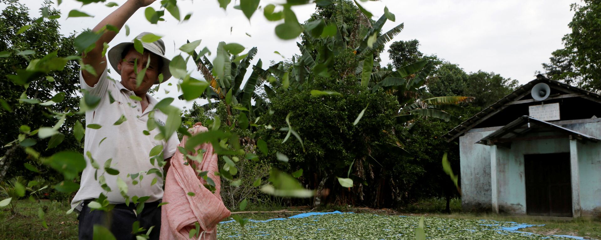 A man spreads coca leaves on the ground to be sun dried outside a church in President Evo Morales' hometown of Villa 14 de Septiembre in the Chapare region in Cochabamba - Sputnik Mundo, 1920, 02.06.2021